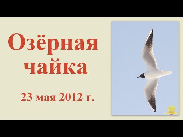 Озёрная чайка 23 мая 2012