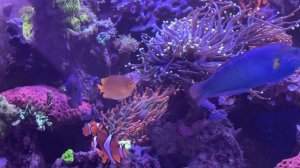 Тесты в морском аквариуме. Зачем они нужны? Баланс и как его достичь.