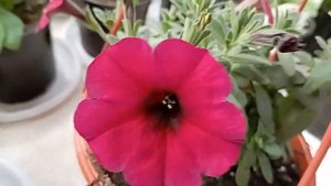 Петуния петхоа Beautical Bordeaux! зацвела красотка))