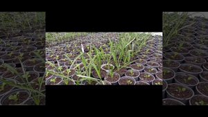 Гацания сорт ,,Саншайн,,