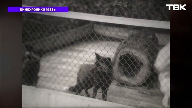 Чем жил Красноярский край в 1983 году? («Кинохроники Красноярья»)