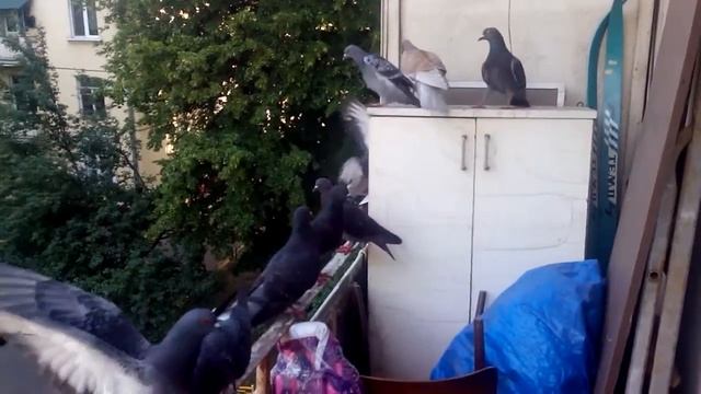 Голубятня на балконе смотреть онлайн