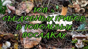 ТОП 5 съедобных грибов в тополёвых посадках