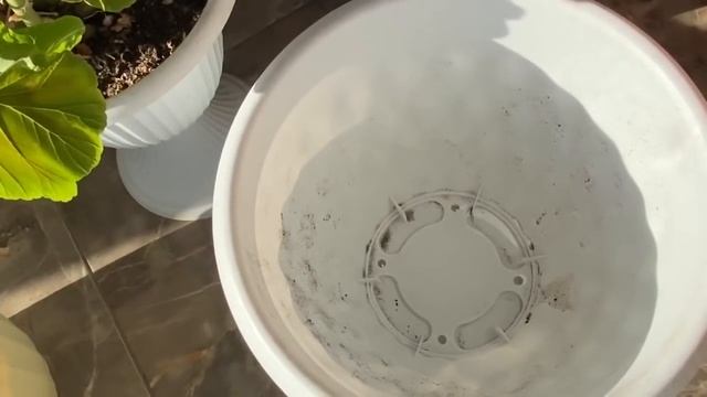 пеларгония ( герань) пересадка в большой горшок ? смотреть онлайн