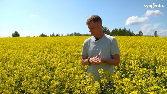 КФХ Терра Ностра. Озимый рапс Сингента на суровой Витебской земле: секреты успеха от профессионала. смотреть онлайн