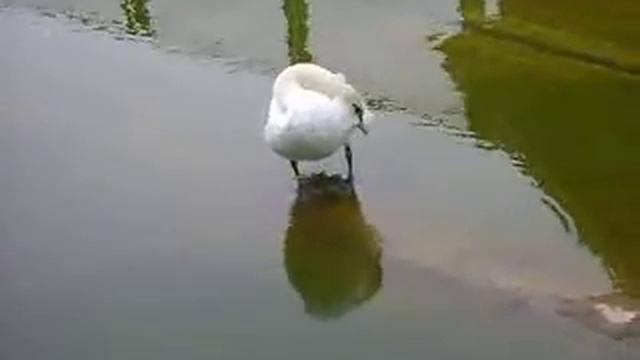 MOV03455 28.08.2013 Ижевск зоопарк смотреть онлайн