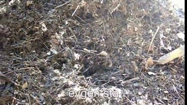 Вредители сада. Бронзовка смотреть онлайн