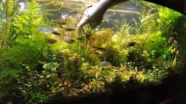 #Тримминг и #прополка в аквариуме 16 м. без подмен. Два часа за 5 минут. смотреть онлайн