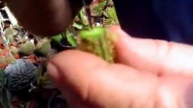 Enxertando: Aporocactus смотреть онлайн