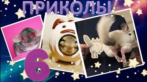 Лучшие приколы про ШИНШИЛЛ! Смешные ШИНШИЛЛЫ! Funny chinchillas❤#6 смотреть онлайн