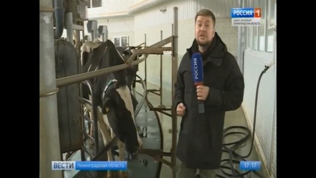 Лучшие коровы и племенные заводы Ленинградской обл. Prize Winning Cows & Breeding Plants SPb Russia смотреть онлайн