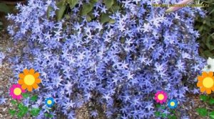 Колокольчик пожарского Блу. Краткий обзор, описание характеристик campanula poscharskyana Blue