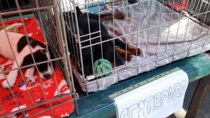 Одесса. СОБАЧИЙ РЫНОК ОДЕССЫ! СТАРОКОННЫЙ РЫНОК. ПРОДАЖА СОБАК И КОШЕК. ТОП 5 СОБАК. ПТИЧИЙ РЫНОК!