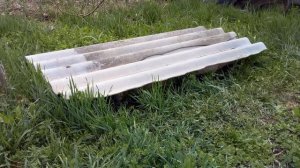 Зимовка инжира в открытом грунте