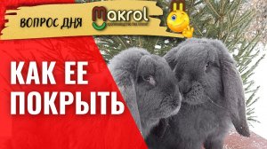 ?КАК гарантированно покрыть крольчиху. Мясной кролик - Французский БАРАН  #Макрол #Макляк