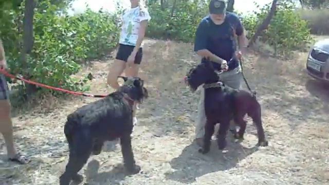 питомник  Роман-Кош. Роман-Кош Гасфорт и Есон Райн