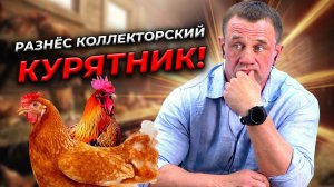 СЕГОДНЯ ТОЛЬКО КУРОЧКИ-ВЗЫСКАТЕЛЬНИЦЫ! | БАНКРОТСТВО | Кузнецов | Аллиам
