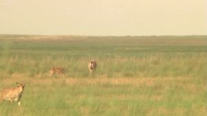 ГРИФ И СИП     BLACK & GRIFFON VULTURES
