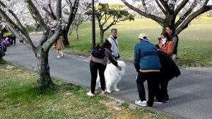 Sakura  Garden at Chita ,Aichi ken