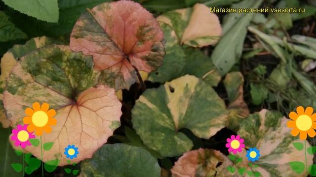 Бузульник гибридный Осирис Пистач. Краткий обзор, описание ligularia hybrid Osiris Pistache