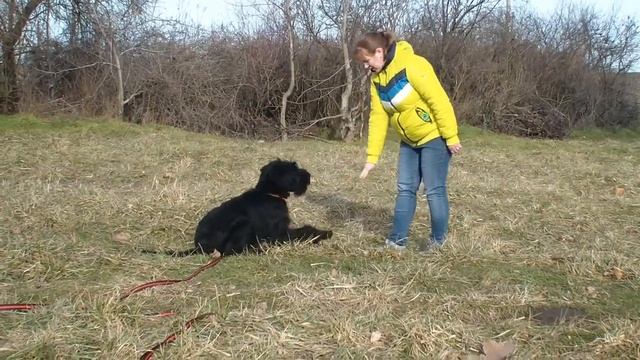 Ризеншнауцер Жофрей Южный ветер смотреть онлайн