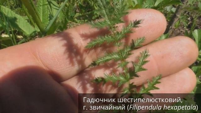 Гадючник
