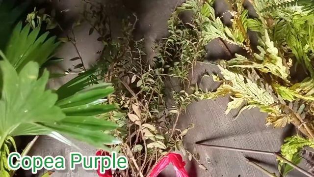 First week of October Plant Haul 😁 | Roseben Channel смотреть онлайн