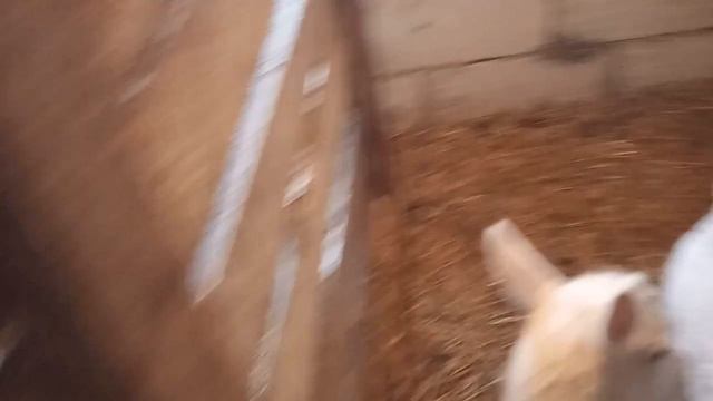 Понос у козы, обрезка копыт смотреть онлайн