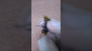 Самка шершеня отличия от самца