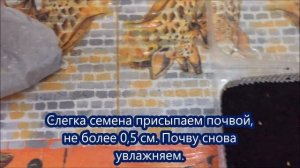 Пеларгония из семян. Пинто Премиум F1 Вайт. Посев, всходы, пикировка.