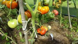 Томаты на севере подмосковья!!!