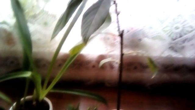 Жду развития событий. | Что может получиться!? смотреть онлайн