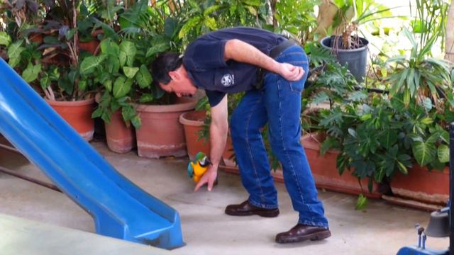 Шоу попугаев, Хамат Гадер смотреть онлайн