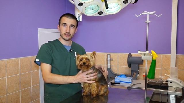Стерилизация собак. Часть 1. Чем опасна стерилизация животных_ Есть ли польза от стерилизации