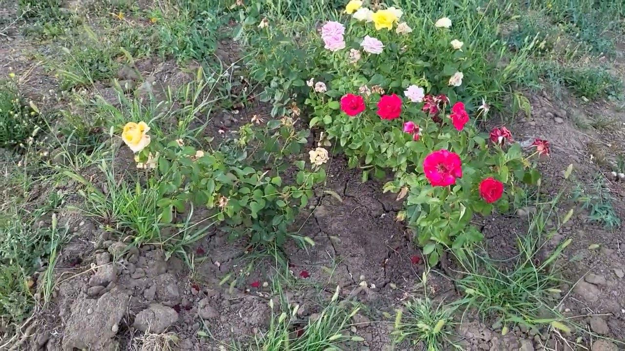 Покупки в "Подружке", уход мужа, снова дельфины, участок...