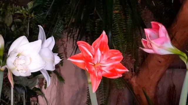 Amaryllises смотреть онлайн