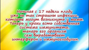 Развитие плода на 17 неделе беременности/Календарь беременности!