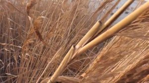 Охота на гуся и утку на Кубани в январе