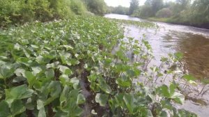 Хорошие хариуса стояли хорошей блесны. Рыбалка на спиннинг. Выпуск: 3