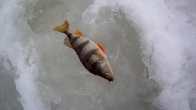 Ловля плотвы зимой. Рыбалка на малых реках Черноземья. смотреть онлайн