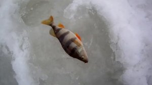 Ловля плотвы зимой. Рыбалка на малых реках Черноземья.