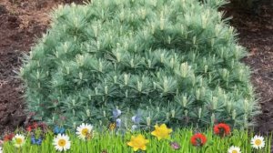 Сосна веймутова Минима ? Обзор: посадка и уход. саженцы сосны Минима: описание и особенности