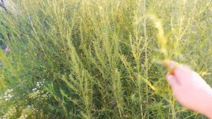Мои покупки, обрезаю тархун и новое открытие