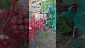 Виноград Малиновый. 13.08.2019. Воронежская обл.