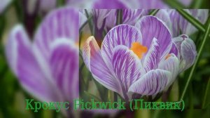 Crocus Pickwick (Крокус Пиквик)