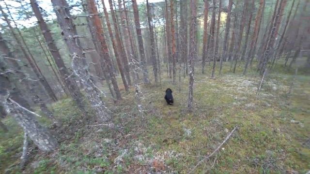 Охота в Северной Карелии. Проверка Солончака. Граница. Тайга. Полевая кухня.