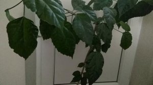 Китайская роза почему не цветет