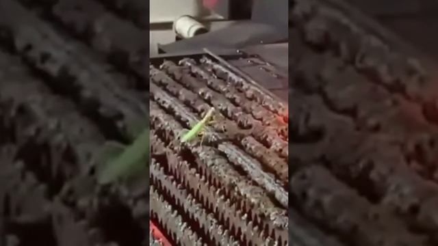 Praying Mantis | The Kung Fu Master of the insect Kingdom