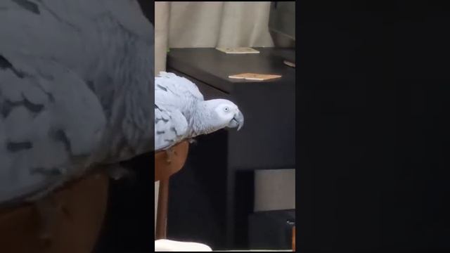 Если Вы думаете что наши " перлы" кончилисъ то так таки НЕТ!.. смотреть онлайн