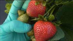 ЭВИС ДЕЛАЙТ - сладкий полуремонтантный сорт.  Урожай 2018 г.